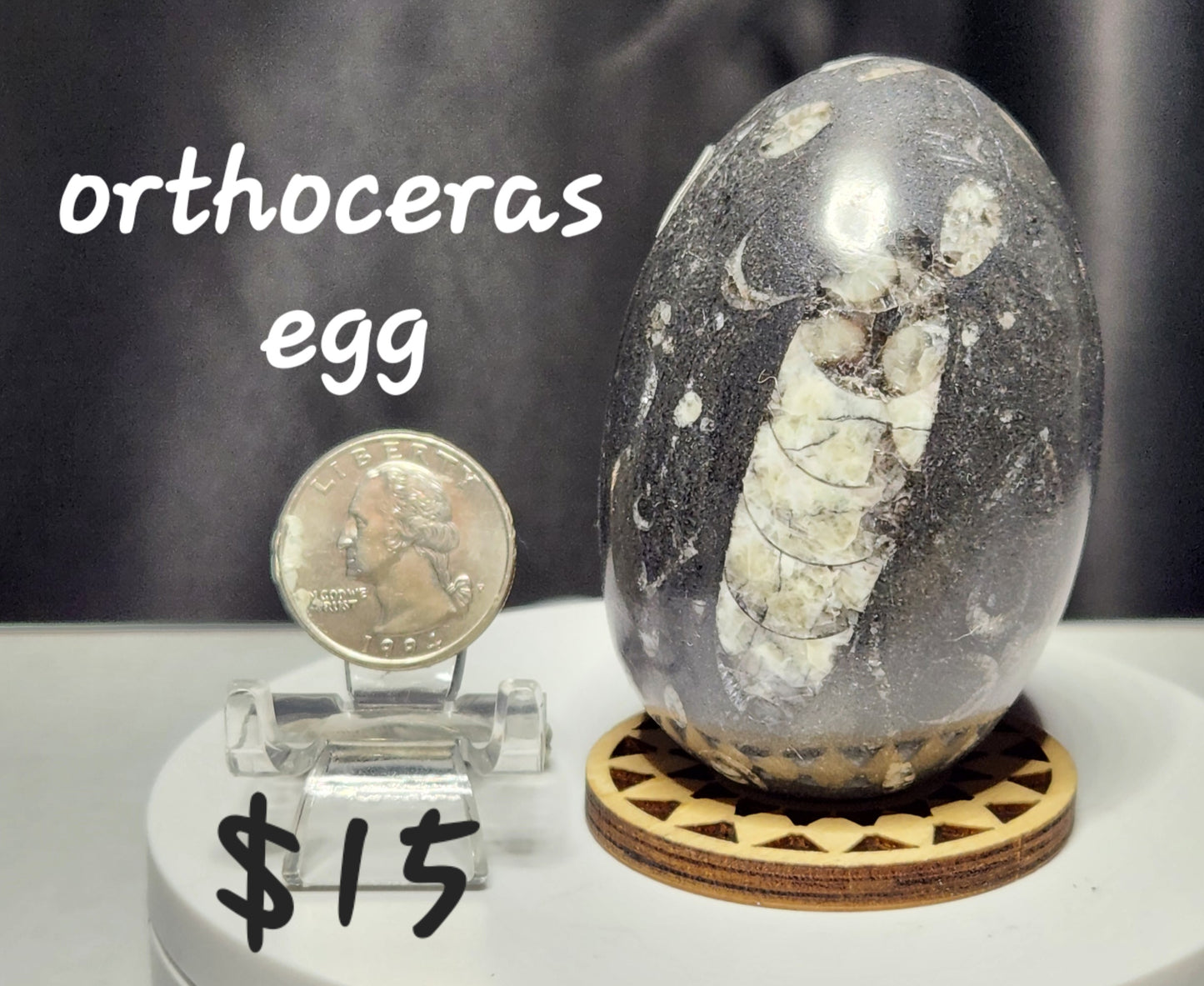 Orthoceras Egg
