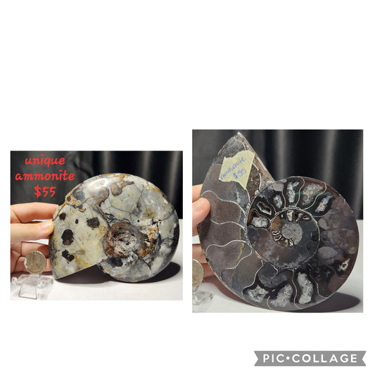 Unique Ammonite